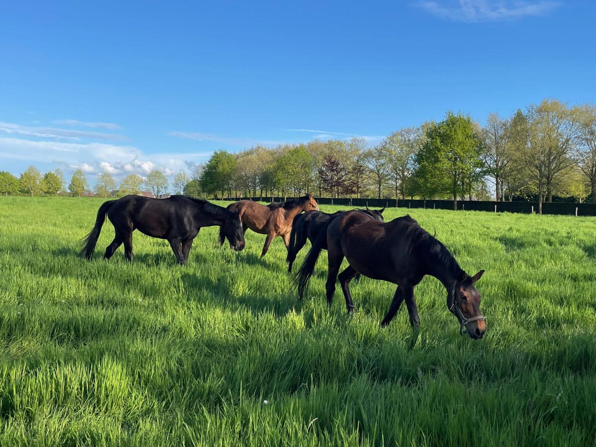 Imagine B&B Wortegem ภายนอก รูปภาพ
